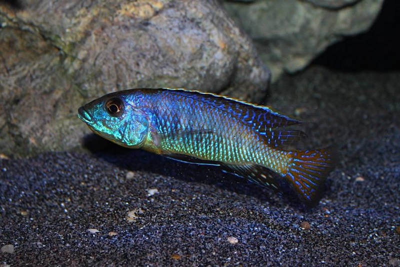Mylochromis sp. 'lateristriga makanjila'